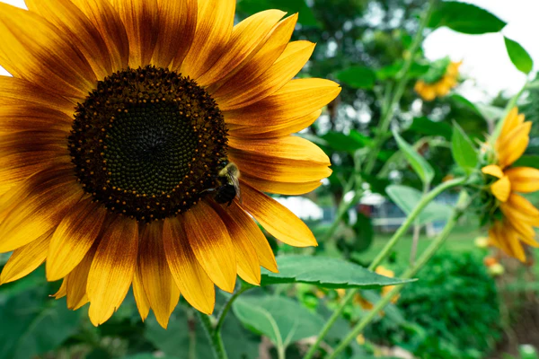 Pollinator-Friendly Habitat That Repel Ticks