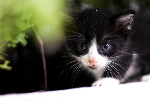 Ticks and Cats: Everything You Need to Know
